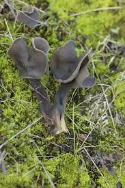 Attēlu rezultāti vaicājumam “Helvella atra”