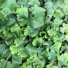 Attēlu rezultāti vaicājumam “Conocephalum”