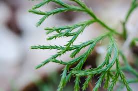 Attēlu rezultāti vaicājumam “Diphasiastrum tristachyum”