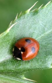 Attēlu rezultāti vaicājumam “Coccinella quinquepunctata”