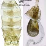 Attēlu rezultāti vaicājumam “Eupithecia succenturiata”