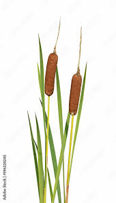 Attēlu rezultāti vaicājumam “Typha latifolia”