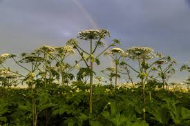 Attēlu rezultāti vaicājumam “Heracleum sosnowskyi fruit”