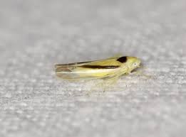 Attēlu rezultāti vaicājumam “Edwardsiana geometrica”