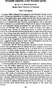 Attēlu rezultāti vaicājumam “Dicranella staphylina”