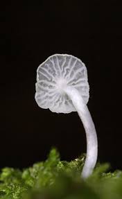 Attēlu rezultāti vaicājumam “Delicatula integrella”