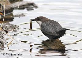 Attēlu rezultāti vaicājumam “Cinclus cinclus adult”