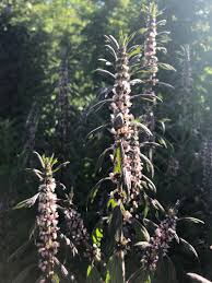 Image result for Leonurus cardiaca