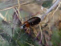 Attēlu rezultāti vaicājumam “Acupalpus flavicollis”