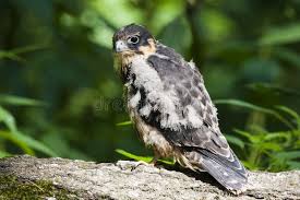 Attēlu rezultāti vaicājumam “Falco subbuteo”