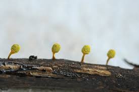 Attēlu rezultāti vaicājumam “Craterium aureum”