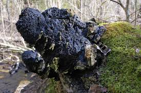 Attēlu rezultāti vaicājumam “Inonotus obliquus”