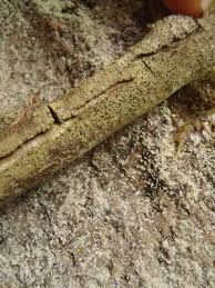 Attēlu rezultāti vaicājumam “Arthonia leucopellaea”