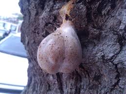 Attēlu rezultāti vaicājumam “Lycogala flavofuscum sessile”