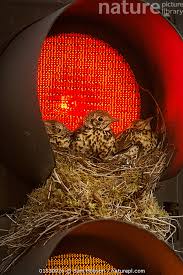 Attēlu rezultāti vaicājumam “Turdus viscivorus nest”