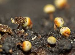 Attēlu rezultāti vaicājumam “Craterium aureonucleatum”