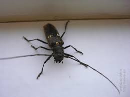 Attēlu rezultāti vaicājumam “Monochamus urussovi”