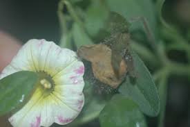 Attēlu rezultāti vaicājumam “Trichia botrytis var. cerifera macro”