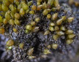 Attēlu rezultāti vaicājumam “Acaulon muticum”