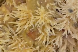 Attēlu rezultāti vaicājumam “Mycoacia fuscoatra”