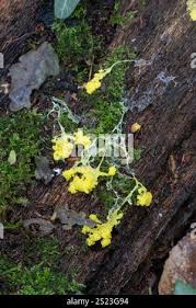 Attēlu rezultāti vaicājumam “Fuligo septica var. flava”