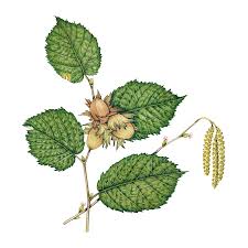 Attēlu rezultāti vaicājumam “Corylus avellana”