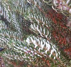 Attēlu rezultāti vaicājumam “Abies koreana”