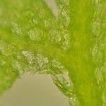 Attēlu rezultāti vaicājumam “Trichocolea tomentella sporophyte”