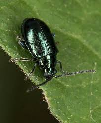 Attēlu rezultāti vaicājumam “Altica sp.”