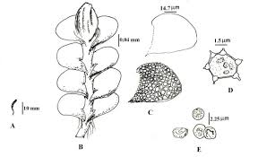 Attēlu rezultāti vaicājumam “Jungermannia leiantha sporophyte”