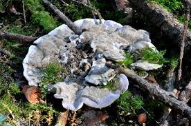 Attēlu rezultāti vaicājumam “Phellodon niger”