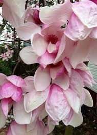 Attēlu rezultāti vaicājumam “Magnolia x soulangeana”