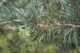 Attēlu rezultāti vaicājumam “Pinus sylvestris leaf”