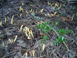 Attēlu rezultāti vaicājumam “Clavariadelphus ligula”