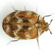 Attēlu rezultāti vaicājumam “Anthrenus verbasci”