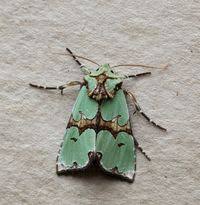 Attēlu rezultāti vaicājumam “Staurophora celsia”