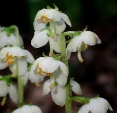 Attēlu rezultāti vaicājumam “Pyrolaceae”
