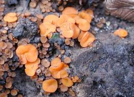 Attēlu rezultāti vaicājumam “Melastiza chateri”