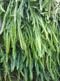 Attēlu rezultāti vaicājumam “Plagiothecium sp.”