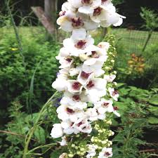 Attēlu rezultāti vaicājumam “Verbascum nigrum”