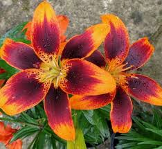 Image result for Lilium martagon `Manitoba Fox`