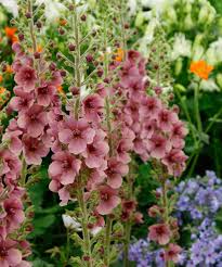 Attēlu rezultāti vaicājumam “Verbascum”