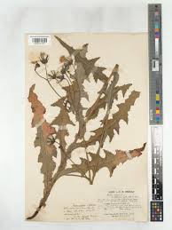 Attēlu rezultāti vaicājumam “Sonchus arvensis subsp. uliginosus flower”