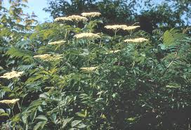 Attēlu rezultāti vaicājumam “Adoxaceae”