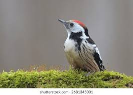 Attēlu rezultāti vaicājumam “Dendrocopos medius”