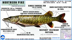 Image result for Esox lucius