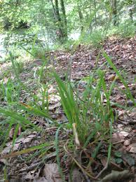 Attēlu rezultāti vaicājumam “Dactylis polygama”