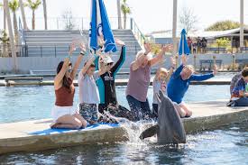 Image result for Belfairs Dolphins Snorkelling Club