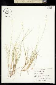 Attēlu rezultāti vaicājumam “Carex dioica”