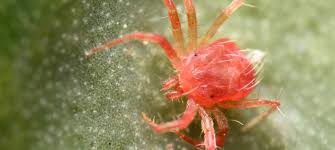 Attēlu rezultāti vaicājumam “Acari”